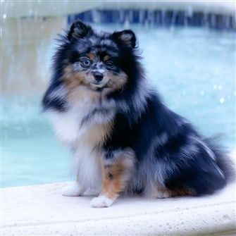 merle Pomeranian dog